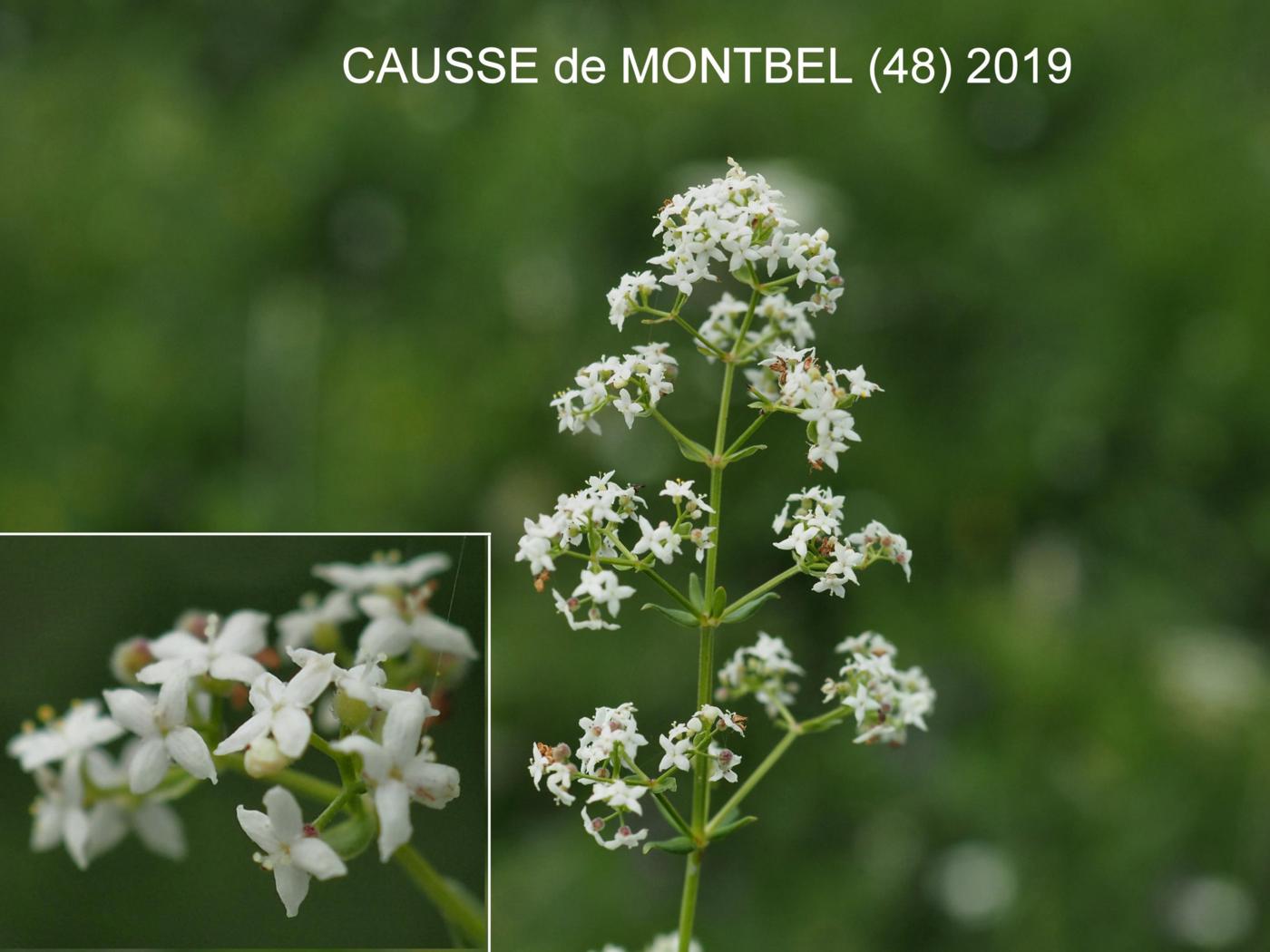 Bedstraw, Northern flower